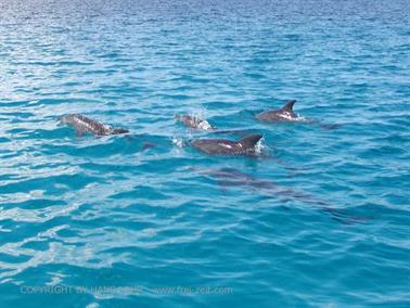 Swimming with dolphins, Zanzibar, DSC07861b